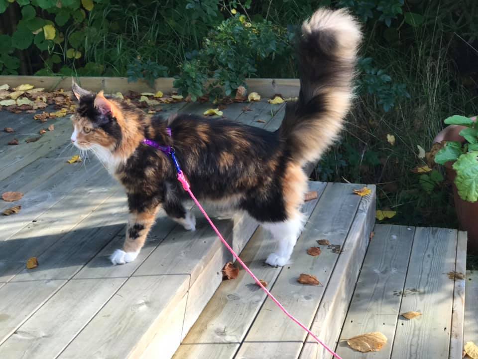 S* Jennyville's Wiha