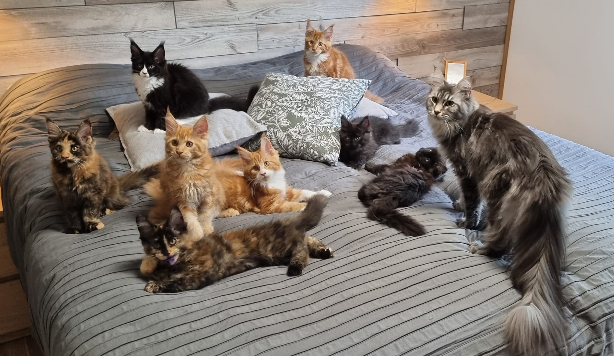 Vår första kull Rymd-tema plus Zafira