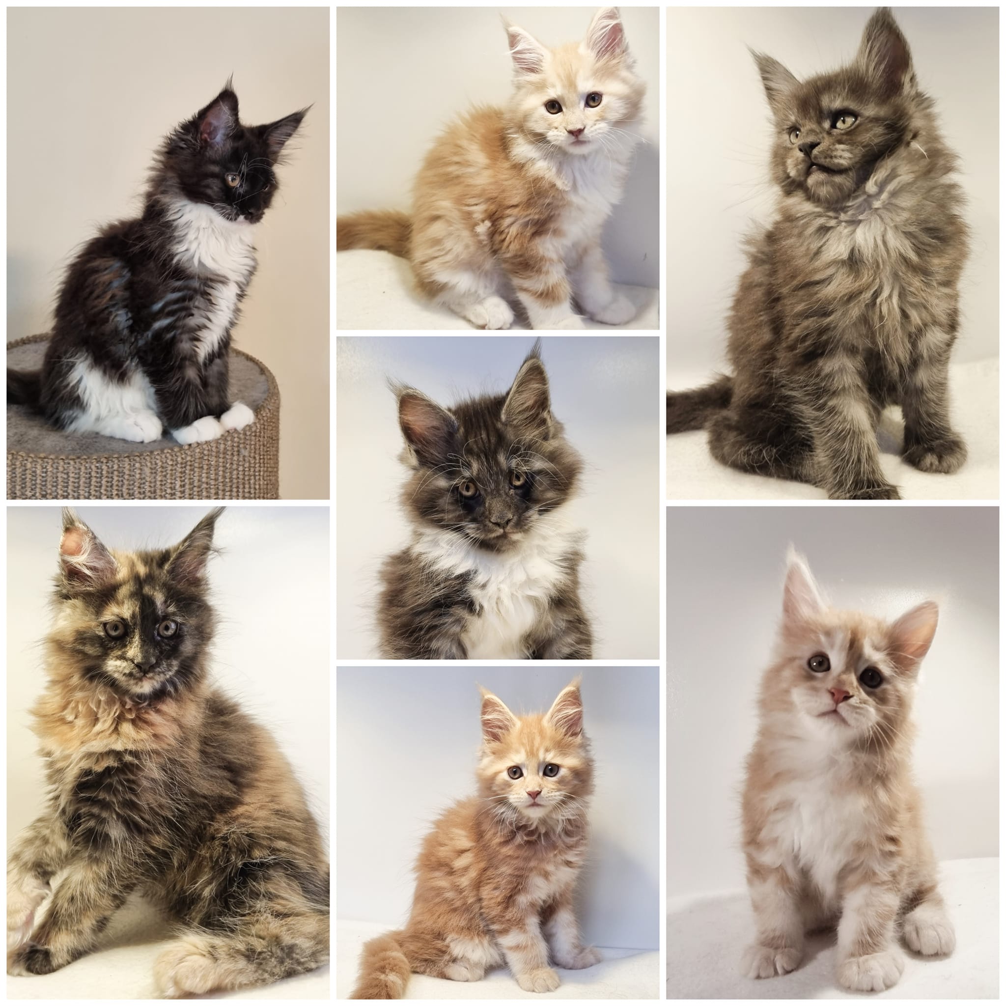 Vår 2a kull Game of Thrones-tema