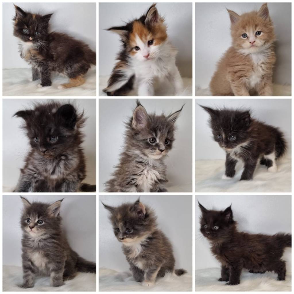 Vår 4e kull (Amerikanskt) Pengar-tema